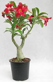 Natural Adenium Bonsai Tree, for Nursery Use, Plantation, Length : 0-2Ft, 2-5Ft