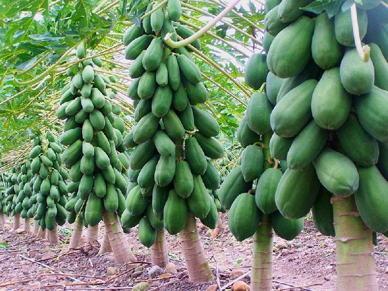 Wholesale Fresh Papaya / Papaya Fruit Price / Fresh Papaya Fruit Buy