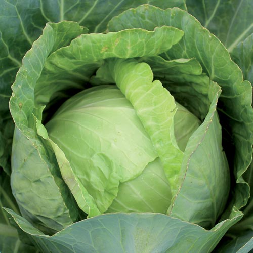 Organic Fresh Cabbage, Packaging Size : 10-20kg