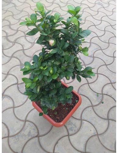 Natural Ficus Bonsai Live Plant, for Nursery Use, Plantation, Age Group : 0-1Yr, 1-2Yrs