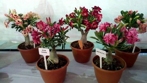 Grafted Adenium Plants Manufacturer in West Bengal India by BERA ...