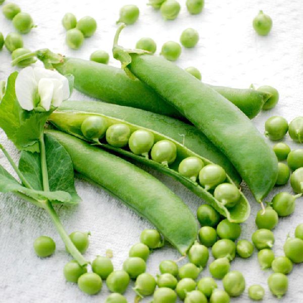 Organic Fresh Peas, for Cooking, Packaging Type : Jute Bags
