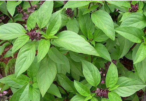 Organic Basil Leaves, for Medicinal