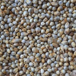 Pearl Millet, for High in Protein