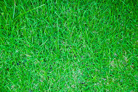 Bahama Grass