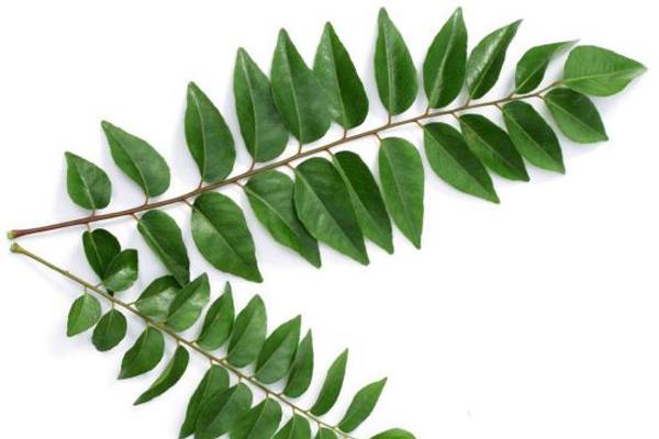 Curry Leaves Pickle