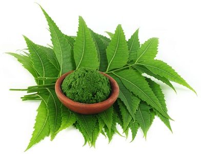 Neem Leaves, for Cosmetic, Medicine, Color : Green