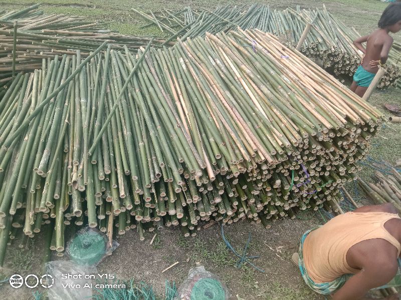 Bijli bamboo (Murali bamboo poles)