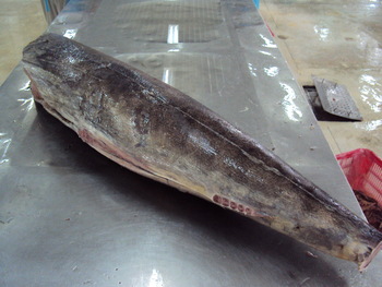 Frozen Marlin Fish, Packaging Type : Thermocole Box, Vaccum Packed, IF