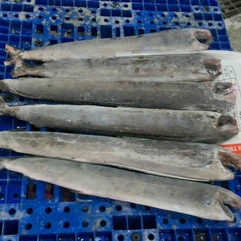Frozen swordfish, Packaging Type : Thermocole Box, Vaccum Packed, IF