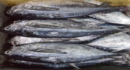 Frozen Yellowfin Tuna Fish