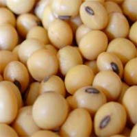 Organic Soyabean Seeds, for Human Consumption, Style : Raw