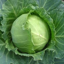 Fresh Cabbage, Shelf Life : 5-10days