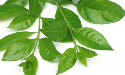 Mehandi Leaves, Packaging Type : Plastic Packet