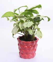 Organic Airpurifing Indoor Plants, Color : Green