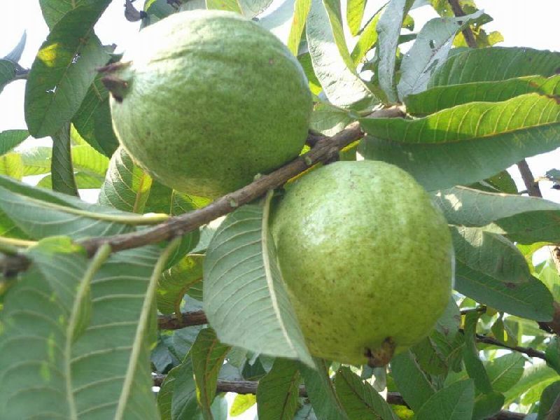Organic Allahabad Guava Plants, for Farming, Feature : Fast Growth, High Yield