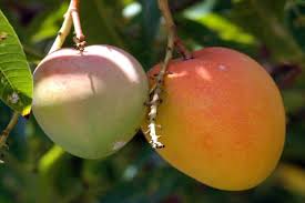 Amrapali Mango Plants, for Plantation, Style : Natural