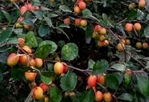 Organic Thai Apple Ber Plant, for Plantation, Length : 1-2 Feet