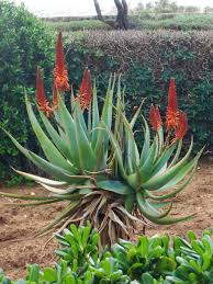 Bangladeshi Malta Plants