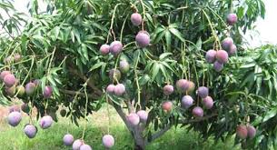 Black Mango Plants, for Plantation, Style : Natural