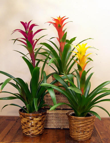 Organic Bromeliad Plants, for Decoration, Length : 1-2 Feet