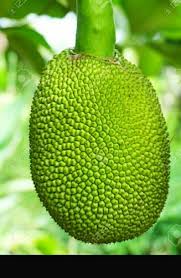 Organic Green Jackfruit Plants, Length : 3-6Ft