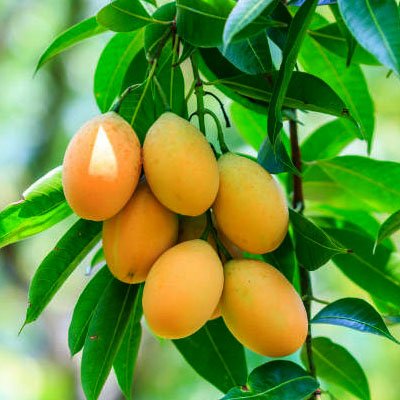 Himsagar Mango Plants, for Plantation, Style : Natural
