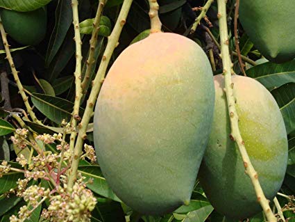 Kesar Mango Plants, for Plantation, Style : Natural