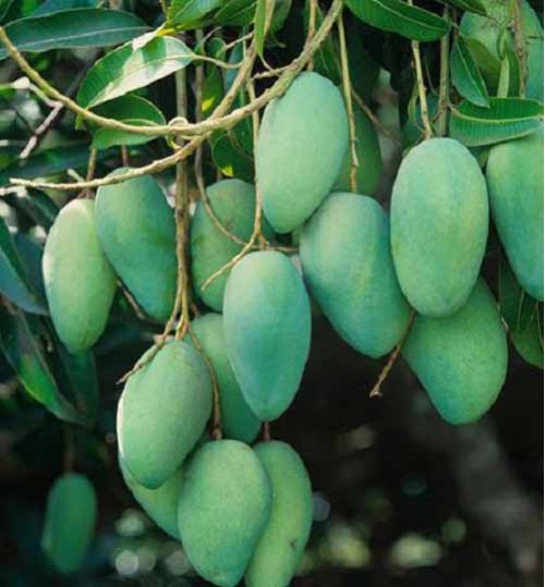 Langra Mango Plants, for Plantation, Style : Natural