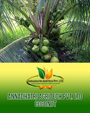 Organic Malaysian Coconut Plants, for Plantation, Color : Green