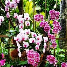 Orchid Plants, for Decoration, Feature : Good Quality, Well Grown