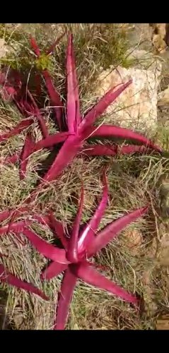 Red Aloe Vera Plants