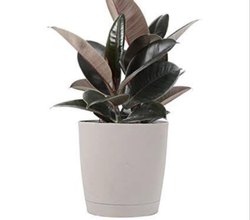 Rubber Plants, for Decoration Purpose, Style : Natural