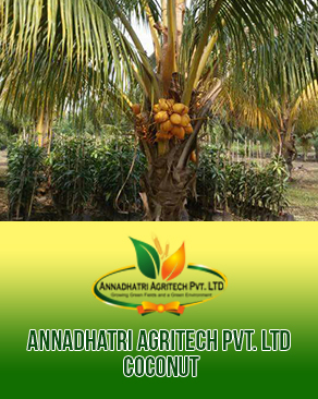 Organic Sri Lankan Coconut Plants, for Plantation, Color : Green