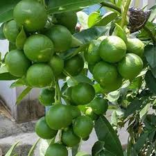 Sweet Lime Plants, for Plantation, Color : Green