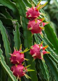 Thai Dragon Fruit Plants, Color : Red, Green