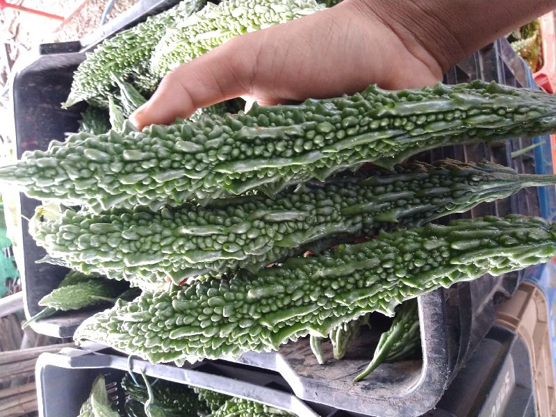 Bitter Gourd, Color : Dark Green, Green