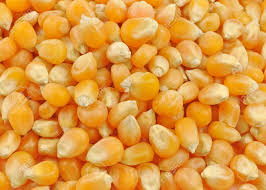 Organic Hybrid Maize Seeds, Style : Dried