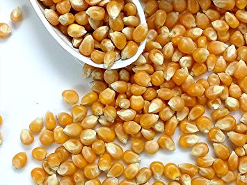 Organic Natural Maize Seeds, Style : Dried