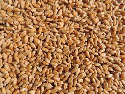 Organic Natural Wheat Seeds, Style : Dried, Purity : 99%