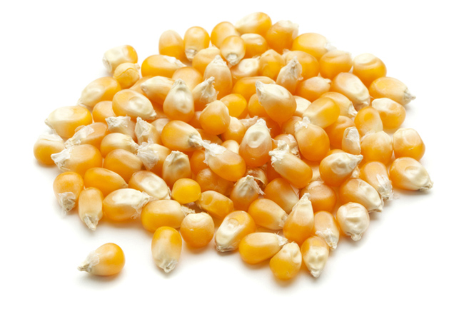 Organic Maize Seeds, Style : Dried
