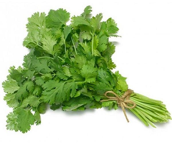 Fresh Coriander Leaves