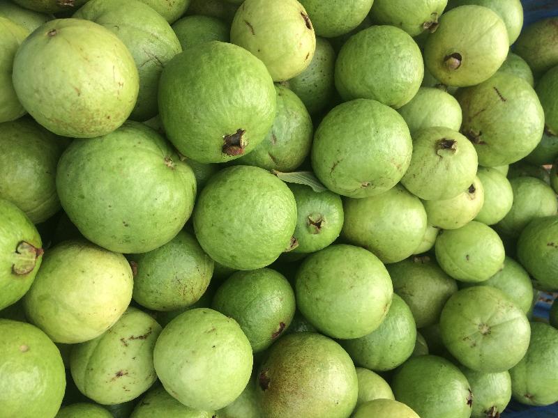 Organic fresh guava, Shelf Life : 10-15 Days