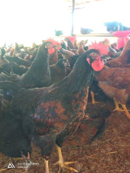 Poultry Hen at Rs 100/piece, Hen in Satara