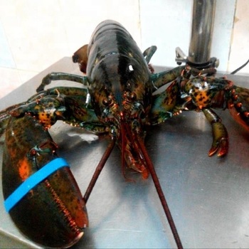 Live Canadian Lobsters