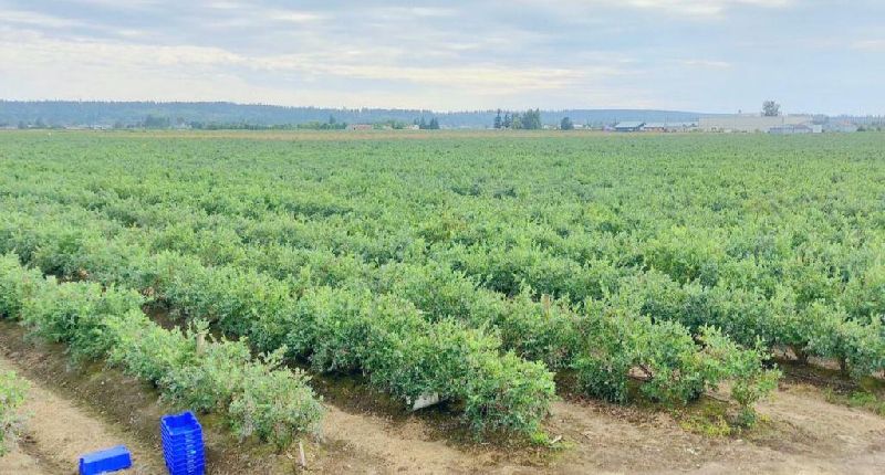 Iqf Blueberries, Packaging Size : 20-25kg, 30lb, 1500 lb