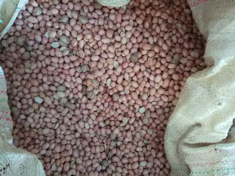 groundnut seed