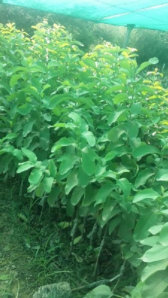 Organic safeda Guava plant, for Farming, Feature : Disease Free