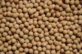 Nature soybean seeds, for Animal Feed, Beverage Drinks, Cooking, Flour, Human Consumption, Style : Dried
