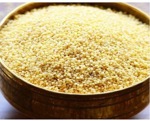 Natural Foxtail Millet, for Cattle Feed, Cooking, Style : Dried